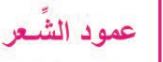 عمود الشعر
